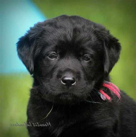 Black Labs have dark black coats, and black is the most common color for Labs. . Black labrador puppies for sale near me